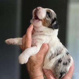 Sailor - Blue merle male Bernedoodle puppy in Mc Gaheysville, Virginia from Doting Doodles
