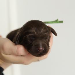 Green - Chocolate male Australian Labradoodle puppy in Williamstown, New York from Lewis Manor Labradoodles