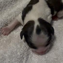 Legend - Parti male Yorkshire Terrier puppy in Houston, Texas from Little things