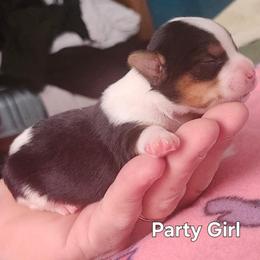 Girl 3 - Parti female Yorkshire Terrier puppy in Adams, North Dakota from Mathiasons Little Barkers