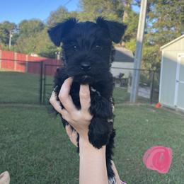 Miniature Schnauzer Puppies from BirBrie's Babies
