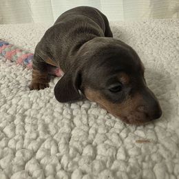 Alanna - Blue and tan female Dachshund puppy in Dayton, Ohio from Jen's Mini Dachshunds