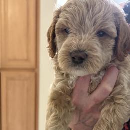 Mr. Yellpw - Apricot male Goldendoodle puppy in Vacaville, California from North Bay Goldendoodles