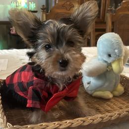Dapper Dan - Black and tan male Yorkshire Terrier puppy in Newnan, Georgia from Shirley's Yorkipoos and Yorkshire Terriers