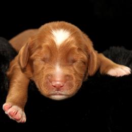 Napoleon - Caramel male Australian Labradoodle puppy in Stanwood, Washington from Victoria Creek Australian Labradoodles