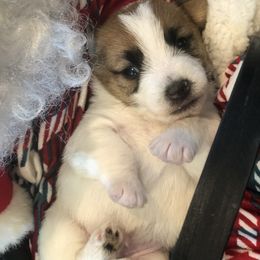 Russell Terrier Puppies from Awesome Pups