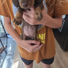 Girl 1 - Chocolate female Dachshund puppy in Pine Bluffs, Nebraska from Mcgurn Dachshunds