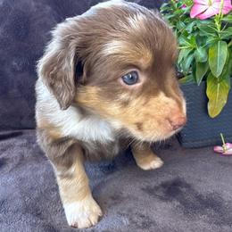 Girl 2 - Red merle female Miniature Australian Shepherd puppy in Artesia, New Mexico from Rocking Aussies