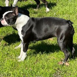 Jo - Boston Terrier
