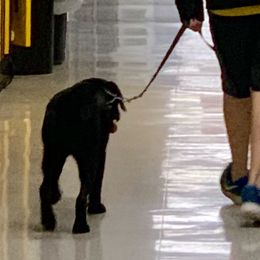 Labrador Retrievers from Harvest Moon English Labradors