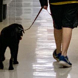 Labrador Retrievers from Harvest Moon English Labradors