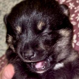 BlackTan girl - Black and tan female Shiba Inu puppy in Clewiston, Florida from Animal Farm Shiba Inus & Mameshibas