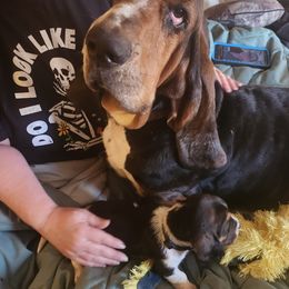 Daisy - Basset Hound