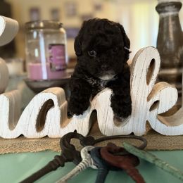 Blue boy - Black and white male Shihpoo puppy in Cottondale, Florida from Pat’s precious puppies