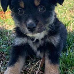 Miniature Australian Shepherds and Toy Australian Shepherds from North Georgia Gems