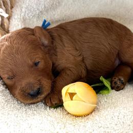 Blue collar - Red  male Goldendoodle puppy in Monrovia, California from Fancy Paws Inc