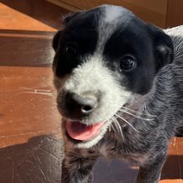 Australian Cattle Dogs from Three Finger Farms