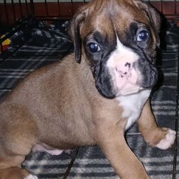 Wesley - Fawn male Boxer puppy in Cannon Falls, Minnesota from Pattys Boxers and Bulldogs