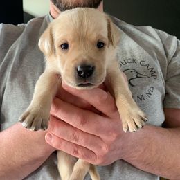 Labrador Retriever Puppies from County Line Gun Dogs