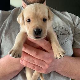 Labrador Retriever Puppies from County Line Gun Dogs