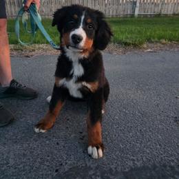 Bernese Mountain Dog puppies from Draper Mountain Doodles