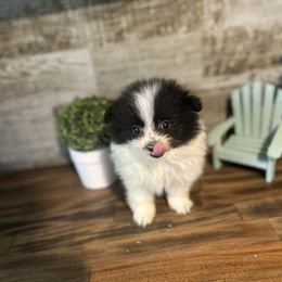 Pomeranian and Poodle Puppies from Briar Creek Buddies