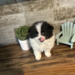 Pomeranian and Poodle Puppies from Briar Creek Buddies