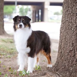 Fendi - Australian Shepherd