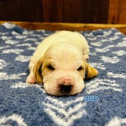 BB5 - Red and white male Basset Hound puppy in Britton, South Dakota from K&S Canines