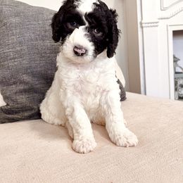 Sheepadoodle Puppies from Maplesierradoodles