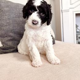 Sheepadoodle Puppies from Maplesierradoodles
