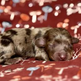 Girl 1 - Dapple female Dachshund puppy in Centreville, Alabama from Langhaus Dachshunds