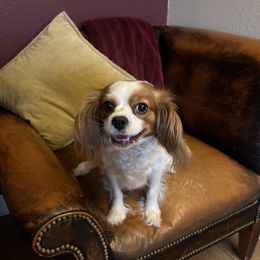Kona - Cavapoo