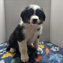 Trevor - Black tri-color male Australian Shepherd puppy in Crestline, Ohio from High Desert Aussies