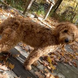 Allie - Goldendoodle