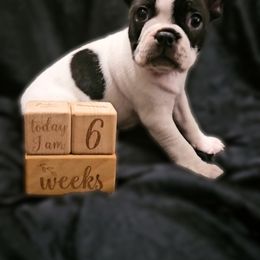 American Bully and Boston Terrier Puppies from Greenberg's Boston Terriers & Bullies of Metro Detroit