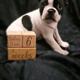 American Bully and Boston Terrier Puppies from Greenberg's Boston Terriers & Bullies of Metro Detroit