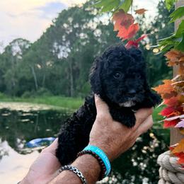 Eloise - Black female Goldendoodle puppy in Cocoa, Florida from The Beach Doodles