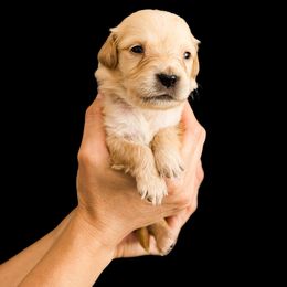 Lilly Moon ( Light purple collar ) - Dark golden female Golden Retriever puppy in Oregon from A Goldens First Love