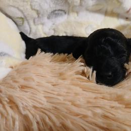Princess Nadia - Black female Poodle puppy in North Carolina from Faithful Hearts Kennel