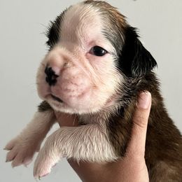 Boxer Puppies from Von Royal Dell’Infinite