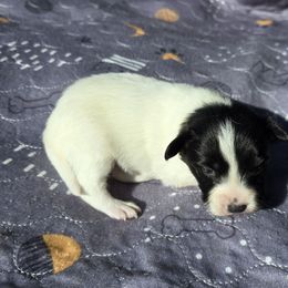 Acorn - White and black male Papillon puppy in Hollister, Missouri from Swan Creek Kennel