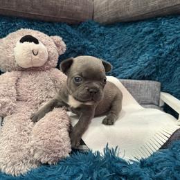 French Bulldog Puppies from The Frenchie Lady Co.