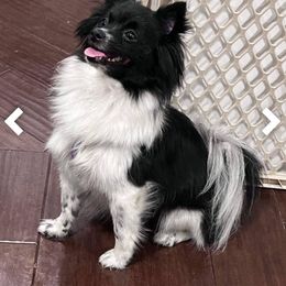 Lucy - Pomeranian