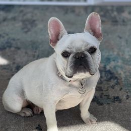 PEARL - French Bulldog