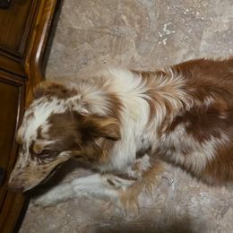 Butters - Australian Shepherd