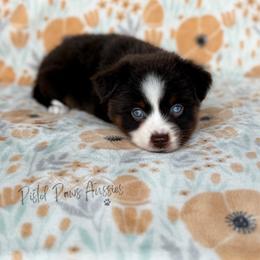 Odin - Red tri male Toy Australian Shepherd puppy in Liberty Hill, Texas from Pistol Paws Aussies