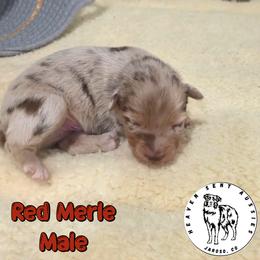 Elote - Red merle male Miniature Australian Shepherd puppy in Jaroso, Colorado from Heaven Sent Aussies
