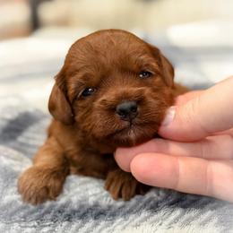 Maisy - Red  female Goldendoodle puppy in Wharton, Texas from Little Fur Friends