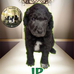 JP - Blue male Poodle puppy in Yakima, Washington from Mistel Standard Poodles